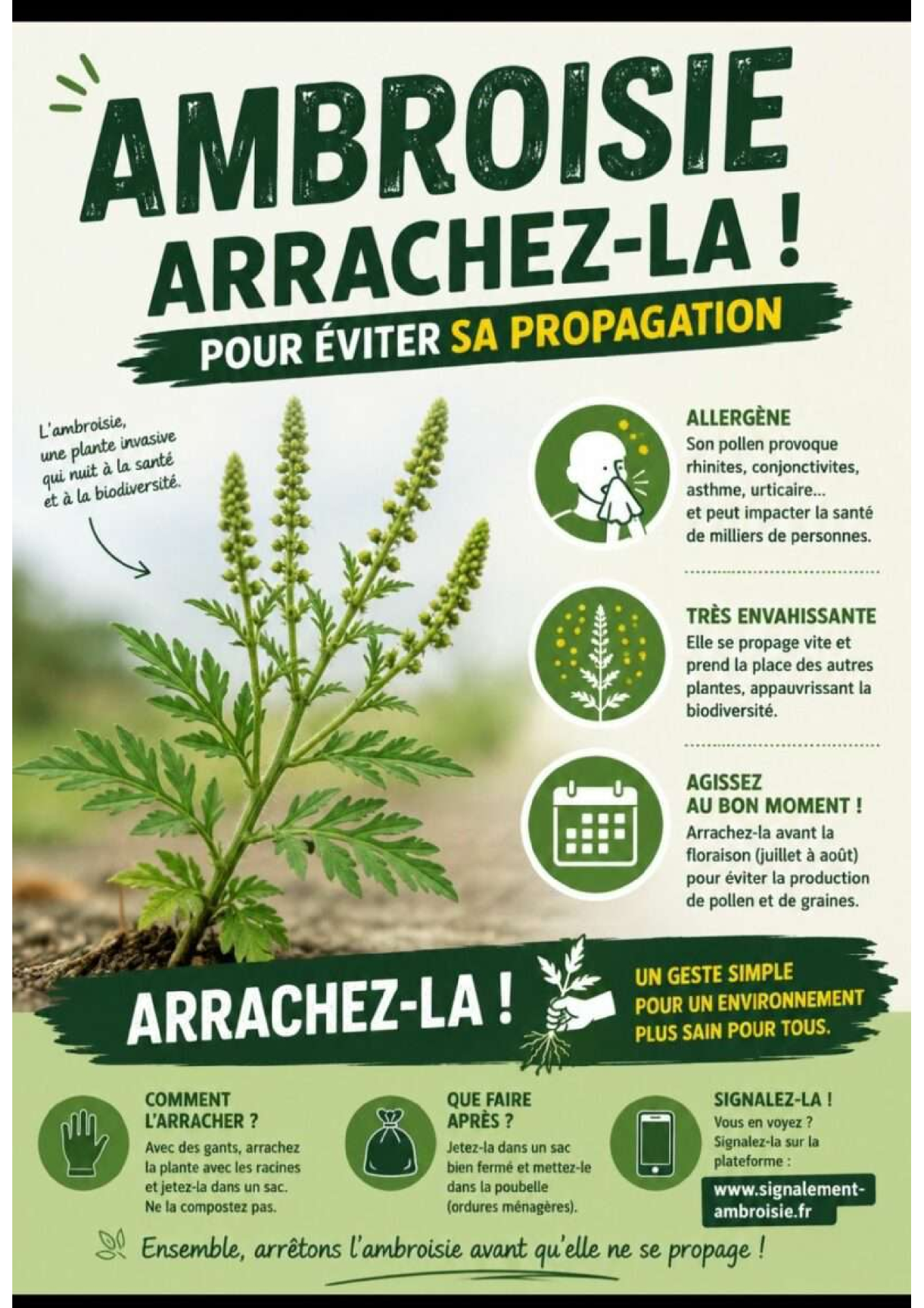 Ambroisie